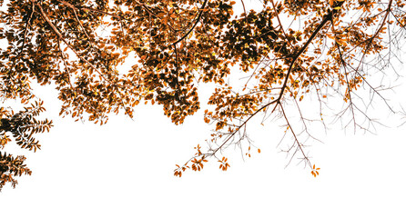 Brown and orange autumn leaves on branches isolated on transparent