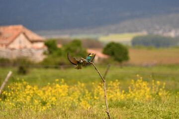 abejarucos