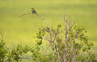 abejarucos