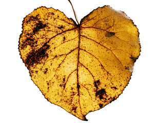Isolated yellow autumn leaf with heart shape on transparent background