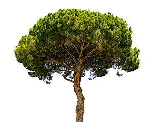 Isolated pine tree with green foliage on transparent background