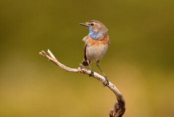 pechiazul en la sierra de gredos