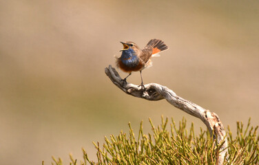 pechiazul en la sierra de gredos