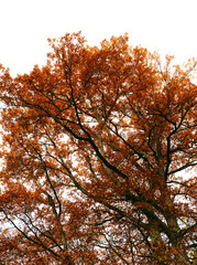 Orange autumn leaves on tree branches against a bright sky
