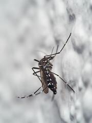 The Asian tiger mosquito, Aedes albopictus. It is an invasive species.