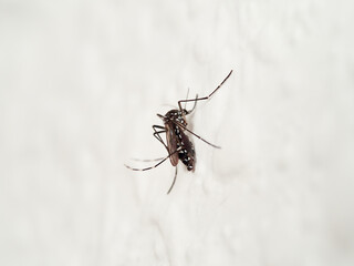 The Asian tiger mosquito, Aedes albopictus. It is an invasive species.