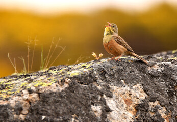 Escribano hortelano en la sierra de Gredos