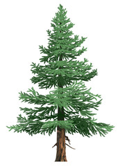 Realistic illustration of Sitka spruce tree