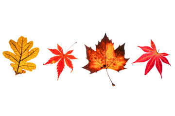 Collection of different autumn leaves isolated on transparent background