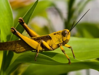 Vibrant Yellow Grasshopper on Lush Green Leaf Close-Up Macro Photography