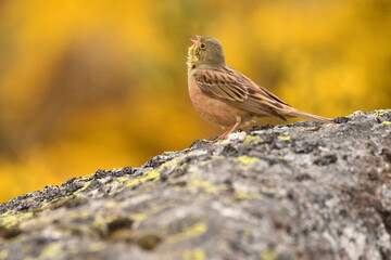Escribano hortelano en la sierra de Gredos