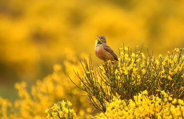 Escribano hortelano en la sierra de Gredos
