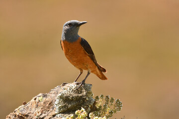 roquero rojoen la sierra abulense