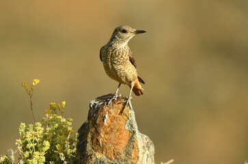 roquero rojoen la sierra abulense