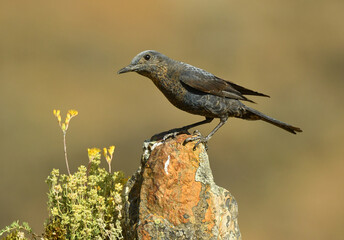 hembra de roquero solitario