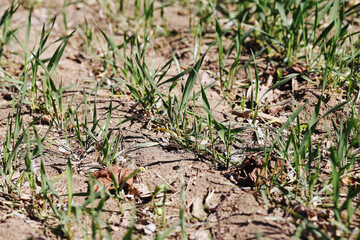 Young grass sprouts growing. Green blades on dry cracked soil. Natural farming close-up. Early growth of plants. Springtime field surface. Agricultural hope. Rustic nature and earth texture together.
