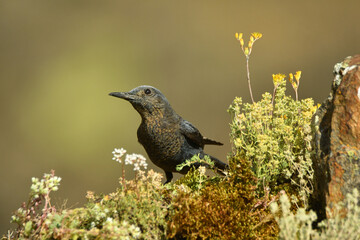 hembra de roquero solitario