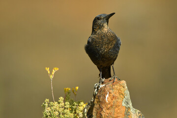 hembra de roquero solitario