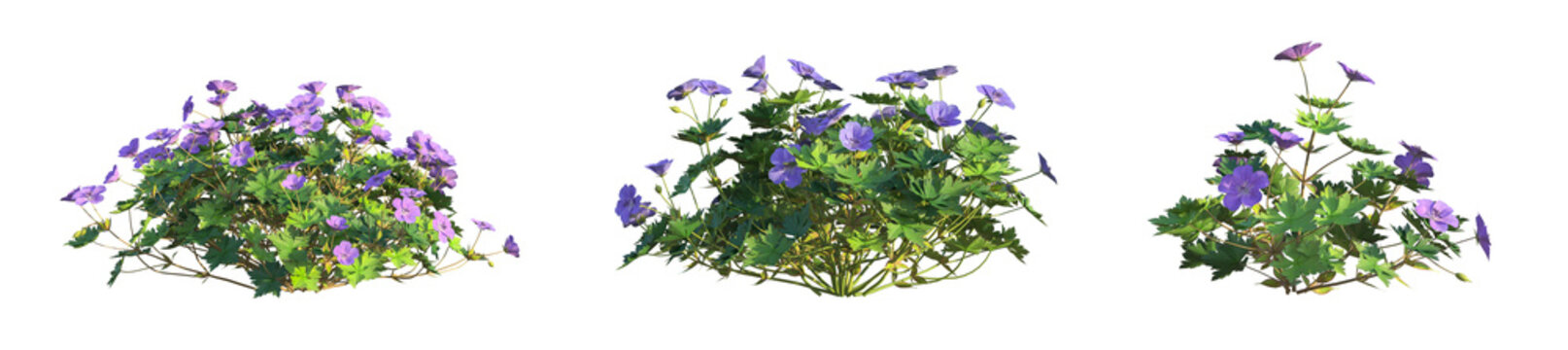 Geranium Rozanne Tree 4k cutout isolate