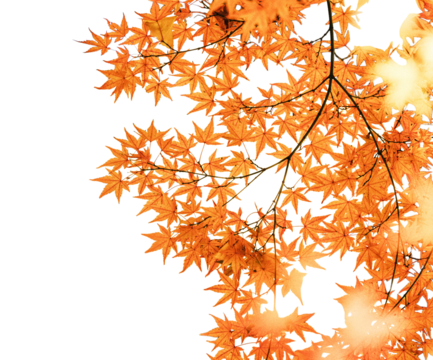 Orange maple leaves on branch isolated on transparent background - Powered by Adobe