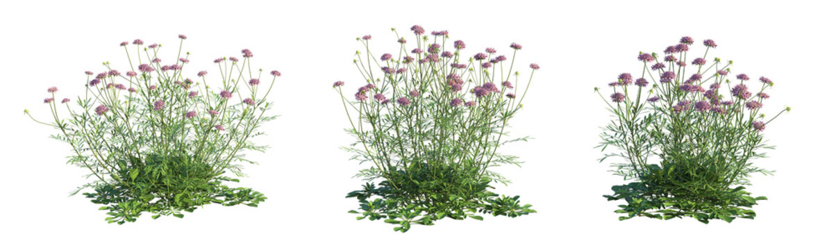 Scabiosa atropurpurea Tree 4k cutout
