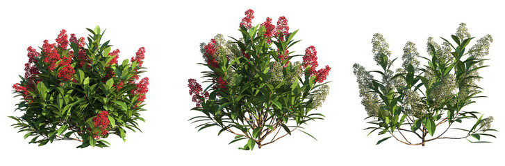 Skimmia japonica Rubella Tree 4k cutout © DH Tree Stock