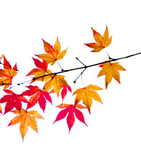 Red and yellow maple leaves isolated on transparent background