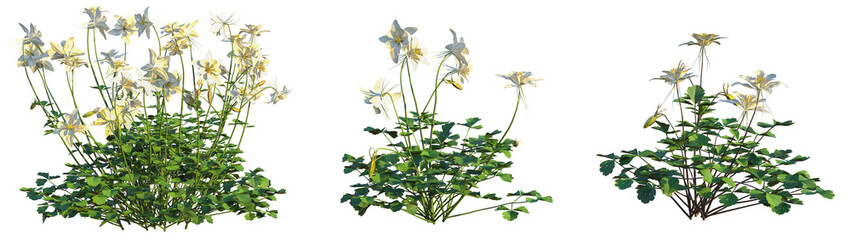 Aquilegia coerulea Tree 4k cutout transparent background