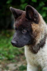 Akita puppy with unique coloring posed outdoors in a garden setting during the afternoon light