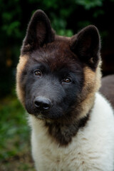 Dog with distinctive markings stands proudly in a lush green garden on a sunny day