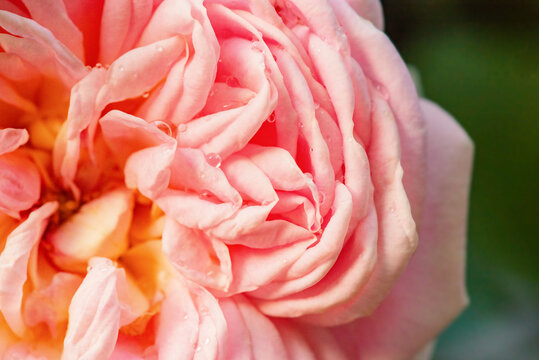 Pink rose with water drops on a green background. Macro photo of a rose. Flower as a background.