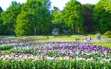 Spring meadow with vibrant purple flowers
