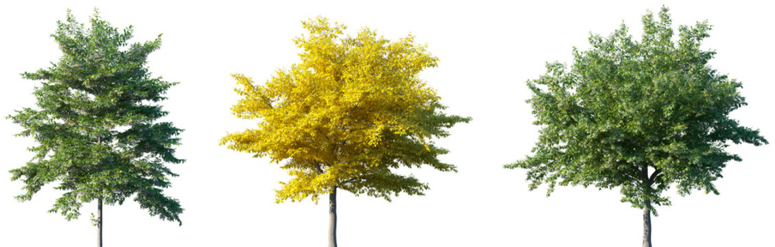 Set of Styrax japonicus (also known as the Japanese snowbell) frontal street autumn and summer trees isolated png on a transparent background perfectly cutout	