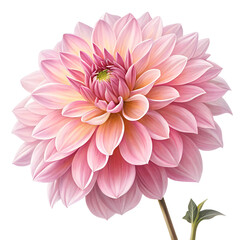 Fototapeta premium dahlia, pink, vibrant, detailed, high resolution, photorealistic, 8k 