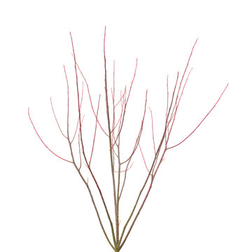 Set of Cornus alba (Siberian dogwood, redtwig dogwood) winter red stem branches frontal isolated png on a transparent background perfectly cutout