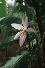 Fototapeta premium A pink flower with water droplets on it in a garden