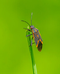 Boxelder Beetle