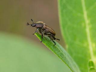 Sand Chafer Beetle on a Vibrant Blade of Grass