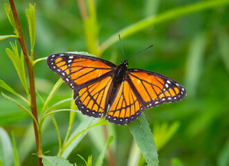 Viceroy Butterfly on a Willow Leaf