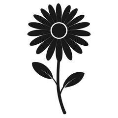 daisy flower isolated on white