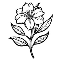 black and white oleander flower