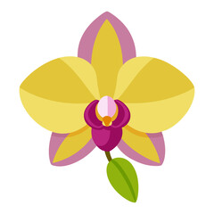 orchid flower isolated on white background