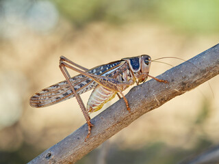 Large bush cricket with long legs on a natural environment. White-faced Bush-cricket (Decticus...