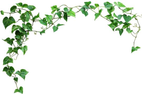 Twisted wild liana vine with lush green leaves forming a natural frame ideal for creative designs and ecological projects in a bright, light environment