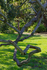 Large Oak Tree in a Suburban Abercrombie Park in St. Petersburg, FL. Sunlit Grass and Sprawling oak tree with long branches, surrounded by manicured grassy lawn under a sunny, clear blue sky
