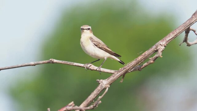 The northern wheatear female bird on abranch, Oenanthe oenanthe