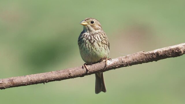 The corn bunting bird singing on a branch, Emberiza calandra