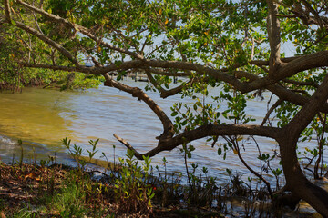 Serene Mangrove Shoreline with Overarching Tree and Calm Waters Abercrombie Park,  St. Petersburg,...