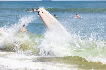 Surfing Wipe Out