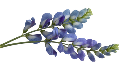 Set of Baptisia australis (blue false indigo) late spring flower spikes isolated png on a transparent background perfectly cutout